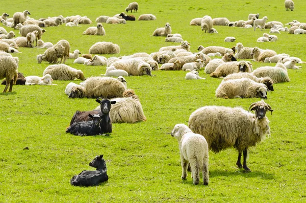 Flock av får — Stockfoto