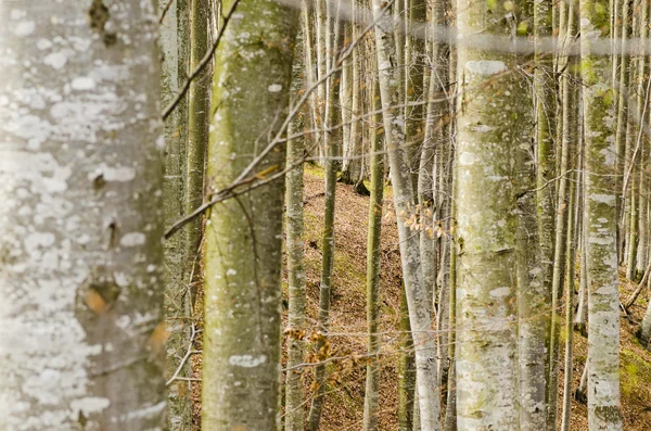 Árboles forestales —  Fotos de Stock