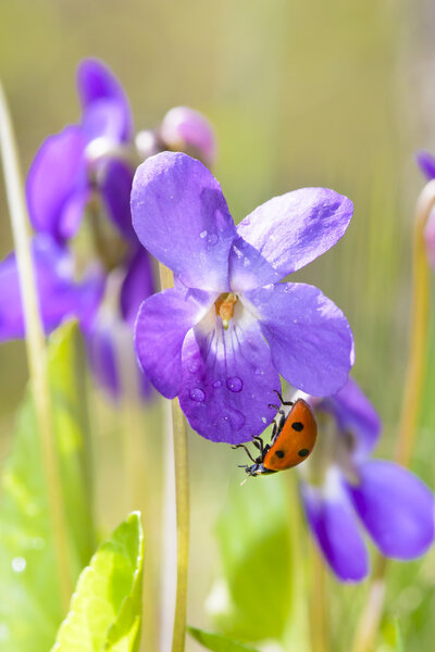Lady Bug on Viola Odorata Bloom