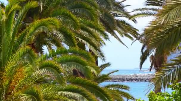 Palma en la playa tropical — Vídeo de stock