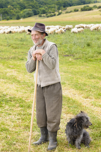 Old Sheperd near his flock