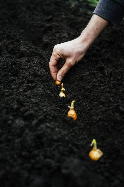 Człowiek Sadzący Rękami Małą Cebulę Zieleń Ogrodzie Warzywnym Farmie Zbiory — Zdjęcie stockowe