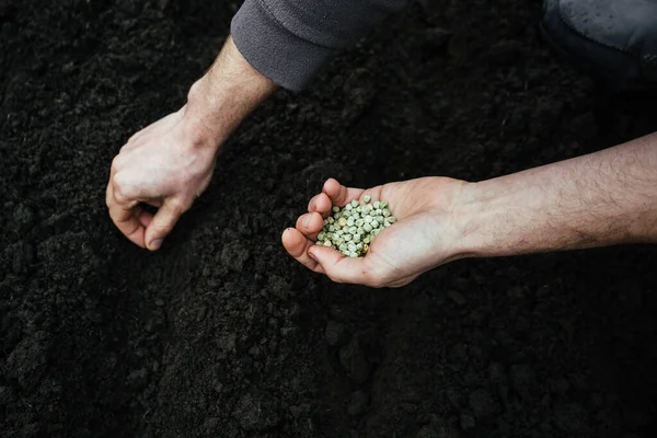 Homme Sème Des Pois Dans Sol Tient Une Poignée Graines — Photo