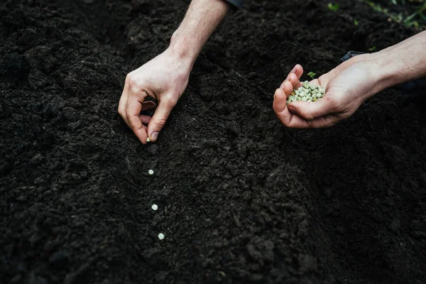 Seorang Pria Menabur Kacang Polong Tanah Memegang Segenggam Hijau Ramah — Stok Foto