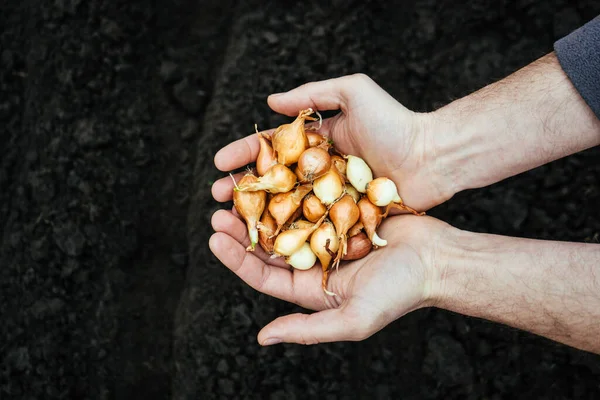 Homem Aldeia Segura Suas Mãos Pequenas Cebolas Para Plantio Chão — Fotografia de Stock