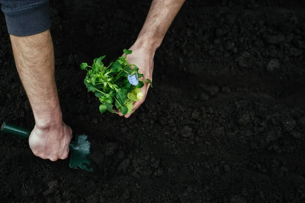 Człowiek Wykopuje Dziurę Ogrodzie Łopaty Ziemi Aby Posadzić Kwiat Sadząc — Zdjęcie stockowe