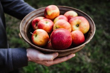 Bir kase taze elma tutan bir adam. Meyve sepeti.
