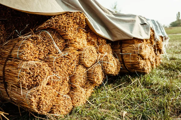 Haystack Тюк Сена Группы Солома Лежит Покрыты Холостые Сельскохозяйственных Работ — стоковое фото