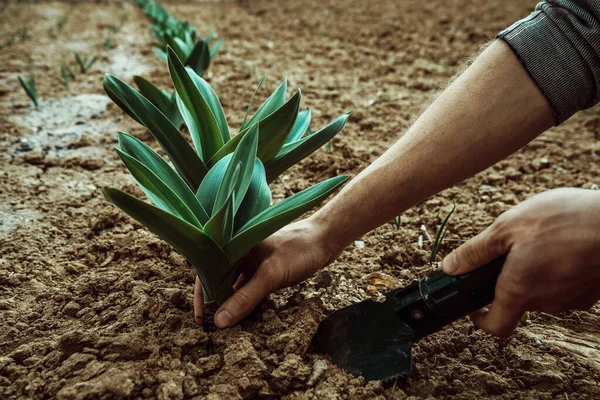 Plantando Mudas Das Flores Imagem Close Mãos Masculinas Segurando Uma — Fotografia de Stock