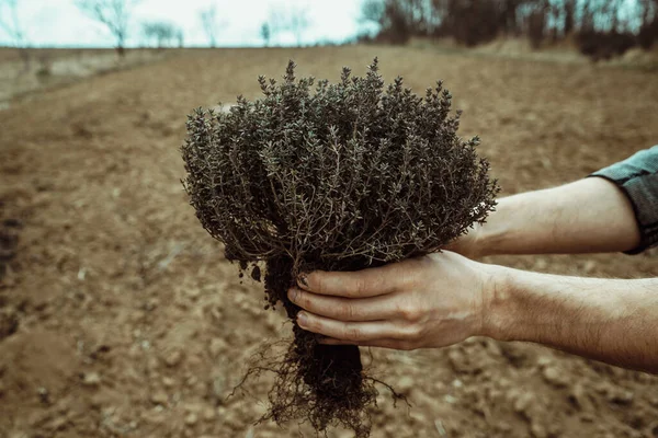 Sadzenie Sadzonek Krzewu Zbliżenie Męskich Dłoni Trzymających Zieloną Roślinę — Zdjęcie stockowe