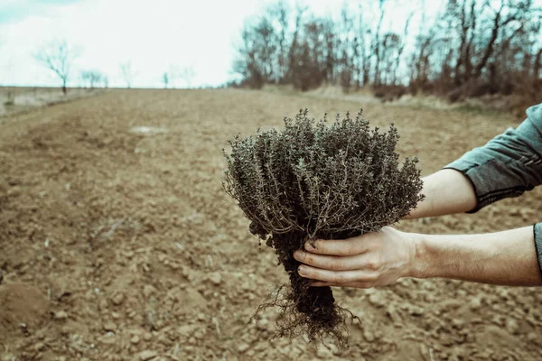 Sadzenie Sadzonek Krzewu Zbliżenie Męskich Rąk Trzymających Zieloną Roślinę Miejsce — Zdjęcie stockowe