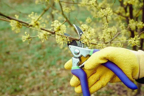 gardener in yellow gloves prunes the branches with secateurs, spring pruning of fruit trees. The farmer takes care of the garden
