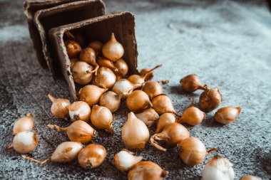 Küçük sarı soğanlar zengin bir hasat için toprağa ekilmeye hazırlar. Bahar, bahçe konsepti.