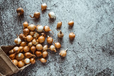 Küçük sarı soğanlar zengin bir hasat için toprağa ekilmeye hazırlar. Bahar, bahçe konsepti.