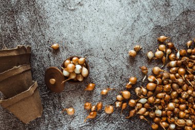 Küçük soğan soğanları, zengin bir hasat ve turba tenceresi için toprağa ekilmeye hazır. Bahar, bahçe konsepti..