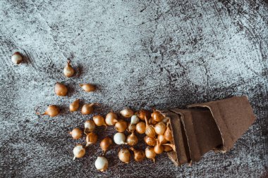 Küçük sarı soğanlar zengin bir hasat için toprağa ekilmeye hazırlar. Bahar, bahçe konsepti.