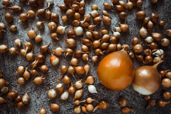 Pequenas Grandes Cebolas Amarelas Estão Prontas Para Plantar Chão Para — Fotografia de Stock