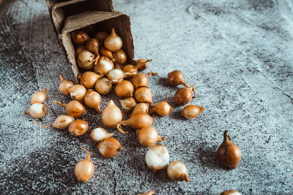 Küçük sarı soğanlar zengin bir hasat için toprağa ekilmeye hazırlar. Bahar, bahçe konsepti.