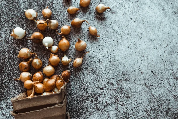 Küçük sarı soğanlar zengin bir hasat için toprağa ekilmeye hazırlar. Bahar, bahçe konsepti.