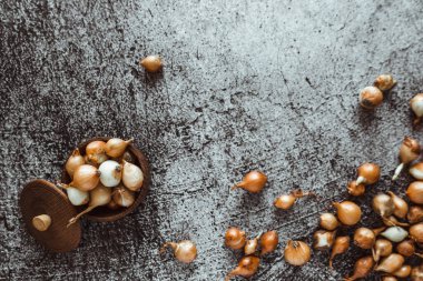 Küçük sarı soğanlar zengin bir hasat için toprağa ekilmeye hazırlar. Bahar, bahçe konsepti.