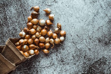 Küçük sarı soğanlar zengin bir hasat için toprağa ekilmeye hazırlar. Bahar, bahçe konsepti.