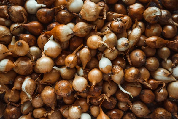 Küçük sarı soğanlar zengin bir hasat için toprağa ekilmeye hazırlar. Bahar, bahçe konsepti.