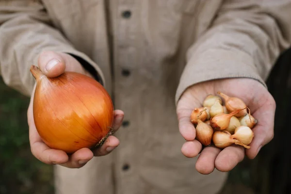 Farmář Drží Rukou Malé Cibule Pro Výsadbu Velkou Cibuli Jako — Stock fotografie