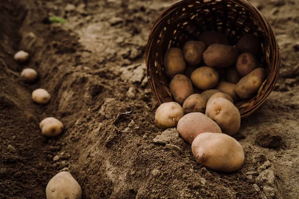 Kartoffelknollen Die Erde Pflanzen lizenzfreie Stockbilder