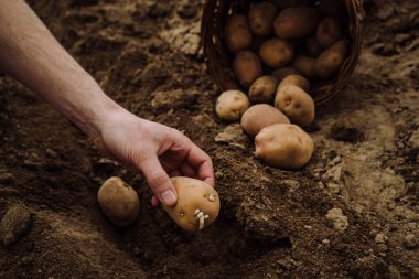 Patates odunlarını toprağa ekiyor, hazırlanıyor...