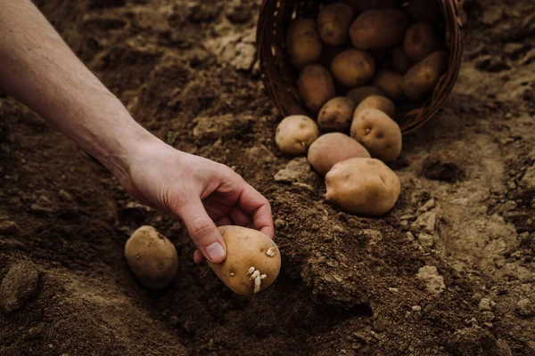 Sadzenie Bulw Ziemniaka Ziemi Przygotowanie — Zdjęcie stockowe