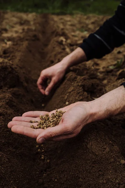 Une Poignée Graines Betterave Pour Semer Dans Les Mains Des — Photo