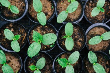 Genç yeşil salatalık, balkabağı, kavun ya da karpuz filizleri toprağa ekilmeye hazır. 