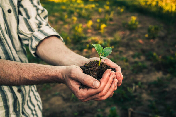 человек держит в руках и растениях молодые саженцы огурцов, арбузов, тыкв или дынь в земле в саду 1