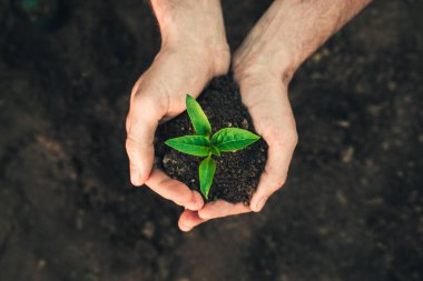 a male farmer holds a green pepper seedling in his hands. A young paprika or chili seedling for planting in a nursery or field