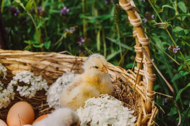 Hasır sepetinde tavuk yumurtası ve yeni doğmuş sarı civciv.