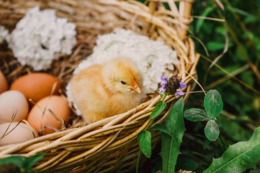 Saman sepetinde tavuk yumurtalı yeni doğmuş sarı tavuk ve beyaz çiçekler.