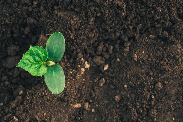 Young Planted Seedlings Cucumber Squash Melon Black Fertile Farm Land — Fotografia de Stock