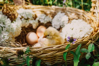 Hasır bir sepette samanlı tavuk yumurtası ile yeni doğmuş civciv