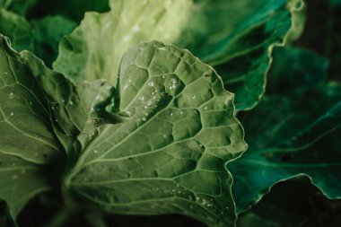 The silvery whitefly is an important pest of agriculture. Insects on the underside of cabbage leaves