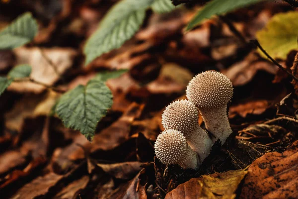 autumn forest mushrooms on a background of yellow leaves. Wild mushroom