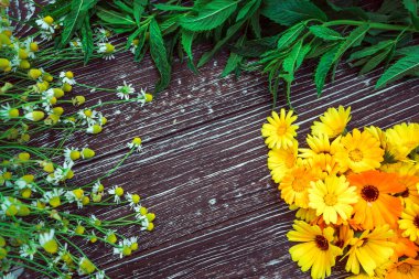 fresh aromatic medicinal herbs, mint, chamomile and calendula flowers on a brown wooden background