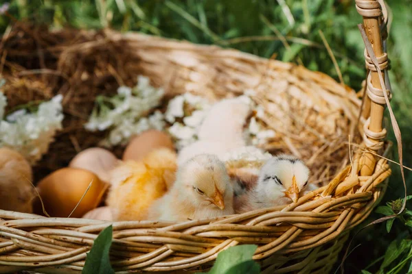 small chickens are sleeping and large farm chicken eggs in a wicker basket on hay with white hydrangea flowers1