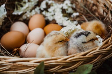 Hasır sepetin içinde beyaz ortanca çiçekleri olan küçük tavuklar ve büyük çiftlik tavuğu yumurtaları. 