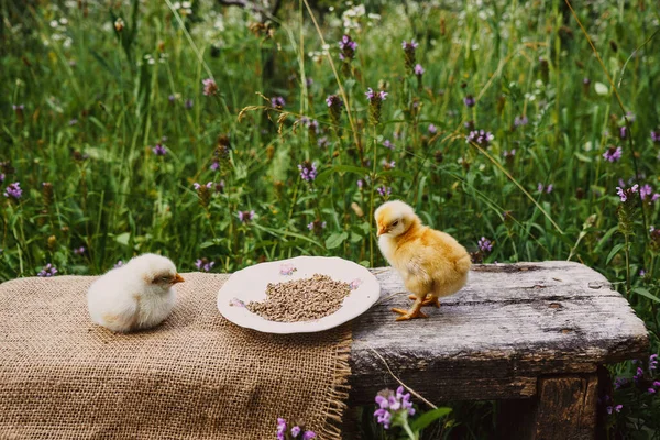 small newborn chicks near a bowl of food on a gray wooden table on a natural green background, compound feed for domestic birds