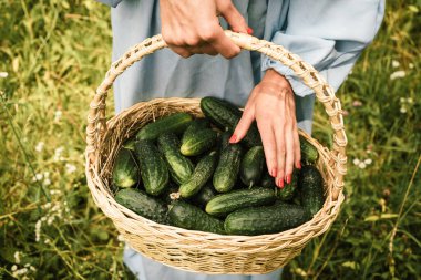 Mavi pamuklu elbiseli bir kadın sepetinde taze salatalık tutuyor. Sebze topluyorum.