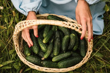 Mavi pamuklu elbiseli bir kadın sepetinde taze salatalık tutuyor. Sebze topluyorum.