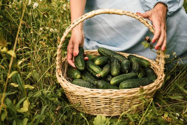 Mavi pamuklu elbiseli bir kadın sepetinde taze salatalık tutuyor. Sebze topluyorum.