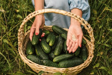 Salatalık tohumları, taze sebze hasadıyla birlikte sepetin üstündeki kadın ellerinde.