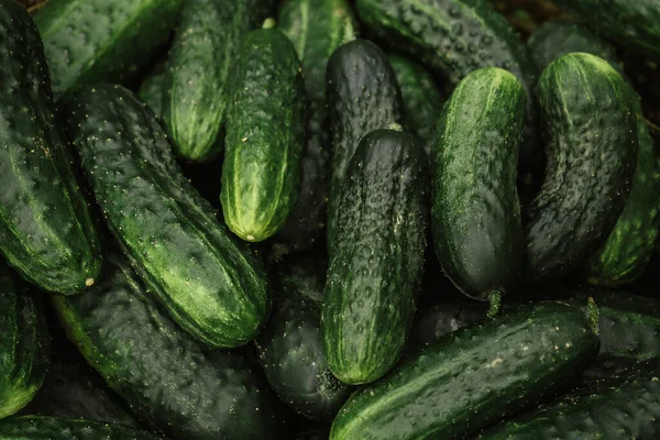 background of fresh green food farm cucumbers. Texture pattern of vegetables