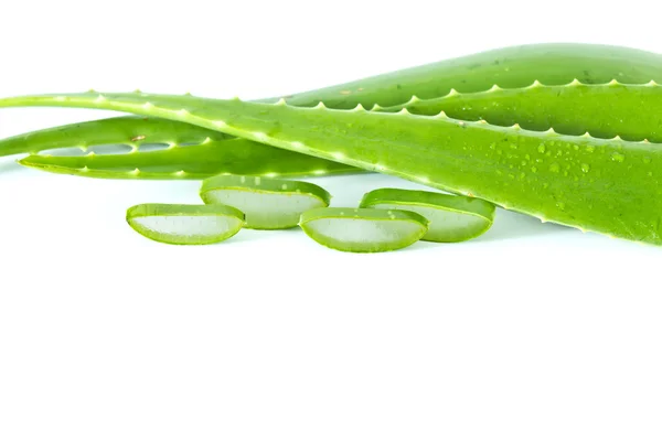 Aloe Vera lizenzfreie Stockfotos